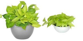 Neon Green Pothos Live house plant ~ Tropical Indoors &amp; outdoor plant - £23.10 GBP