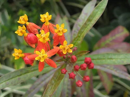 Blood Flowr Milkweed Tropical Bloodflower Asclepias Curassavica 45 Seeds Fresh - £7.46 GBP