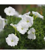 White Mexican Petunia 10 pcs  Rooted plants in pots - $25.00