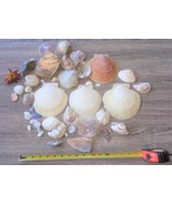 MIXED SEA SHELL LOT CLAM SHELL OYSTER SHELL MUSSEL SCALLOP #52 - £10.38 GBP