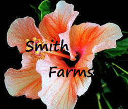 25 Seeds Orange White Hibiscus Flowers - £5.54 GBP