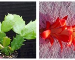 Sparkler Christmas Cactus Schlumbergera Truncata Starter Plant - £25.90 GBP