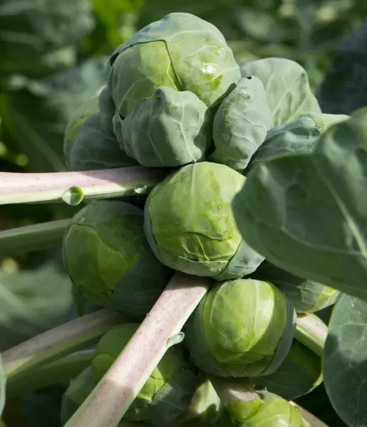 Brussel Sprouts Long Island 150+ Vegetable Seed Organic Non-Gmo Usa Garden - $3.18
