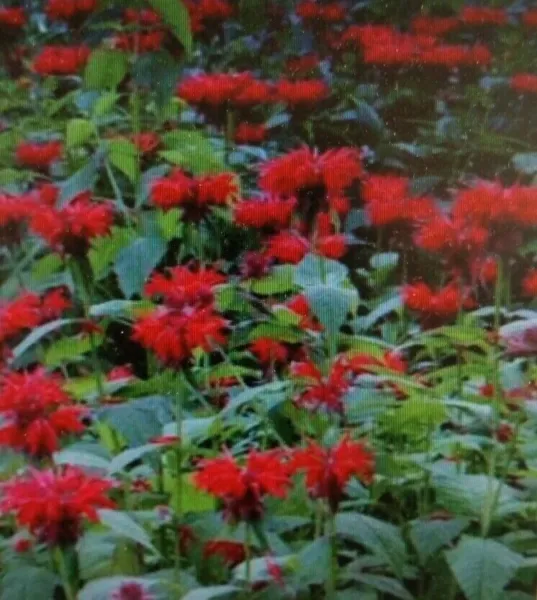 Fresh Bee Balm Red Flower 100 Seeds Garden - £8.77 GBP