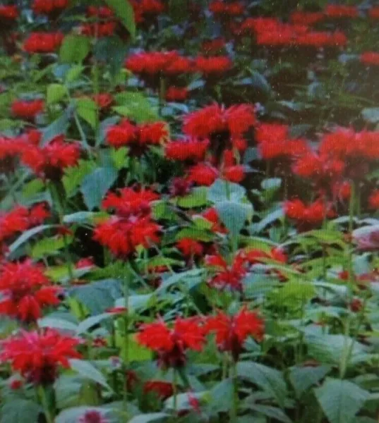 Fresh Bee Balm Red Flower 100 Seeds Garden - $10.98