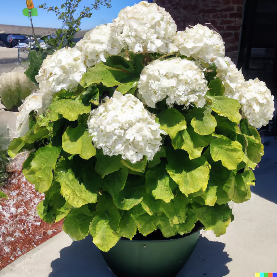 TKBONStore Hydrangea White Flower Bush Hedge Shrub 50 Seeds - £7.33 GBP