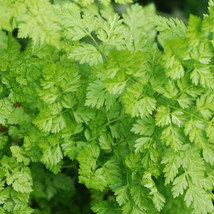 Chervil Seeds - £4.54 GBP