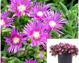 Ice Plant Purple 4imches Delosperma cooperi Live Plant Ground Covering - $24.93