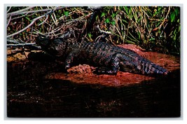 Alligator in Natural Habitat Everglades Florida FL UNP Chrome Postcard R2 - £3.02 GBP