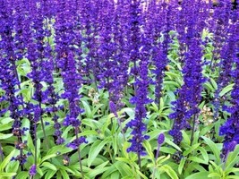 HS 300+Blue Sage Flower Seeds Wildflower Medicinal Perennial Garden Container Ts - £6.22 GBP