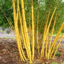 LS 1 Pack 60 Light Jin Xiang Yu Giant Bamboo Seeds Bambusaceae Garden Plants - £4.31 GBP