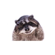 Oh No! Raccoon Decal - 11&quot; wide x 9&quot; tall - $10.00