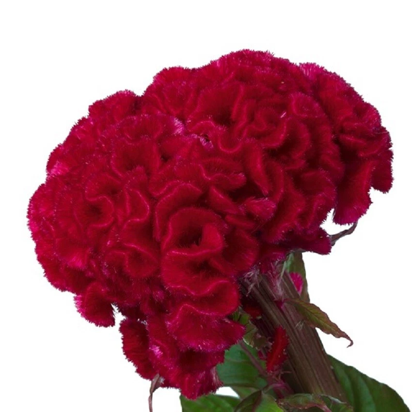 Celosia Seeds 50 Seeds Celosia Captain Dark Red Cockscomb Seeds - $12.77