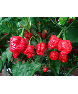 200pcs Carolina Reaper Pepper Seeds World Record Guiness - $0.99