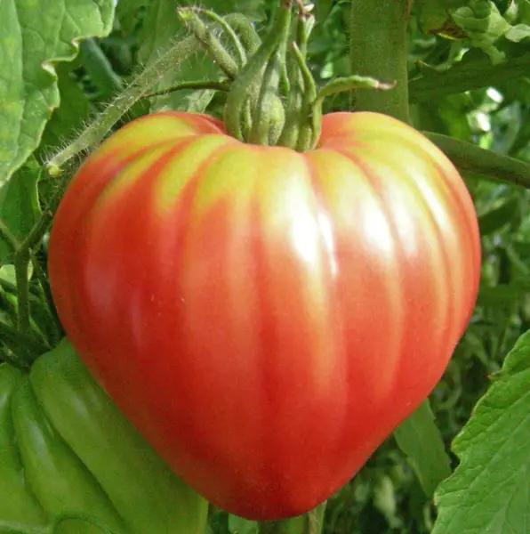 Tomato Oxheart Pink Sauce Canning Heirloom Indeterminate Non-Gmo 50 Seeds Garden - £6.69 GBP