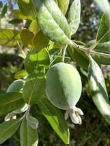 Feijoa Sellowiana Pineapple Guava 40 Seeds Fresh Garden - £14.84 GBP
