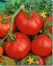 Tomato Bonny Best - $1.50