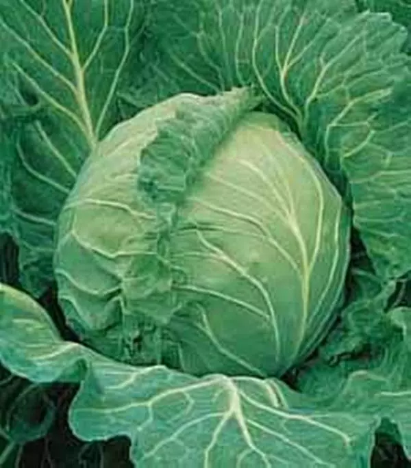 50 Cabbage Copenhagen Market Vegetable Seeds - £20.44 GBP