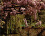 The Water Garden The Mauve Wisteria of Claude Monet&#39;s Time Postcard PC567 - £8.01 GBP