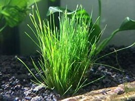 SEPTH Dwarf Hair Grass Eleocharis Parvula Clump Aquarium Plants Buy 2 Ge... - £9.47 GBP