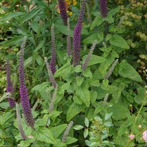 USA Seller Caucasian Germander Seeds Teucrium Hyrcanicum 20 Seeds Free Shipping - $24.95