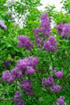 Exact plant Purple Lilac 4-5 year old plant, Syringa vulgaris (Common Lilac), Ba - £51.97 GBP