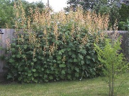 Macleaya Cordata Unusual Perennial Seeds Fresh USA Fast Shipping - $14.98