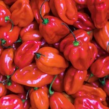 Red Scotch Bonnet Pepper Seeds Hot Fresh Garden - £4.76 GBP