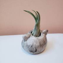 Handpainted Bear Pot with Air Plant, live plant, ceramic animal Airplant holder image 5