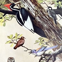 Woodpecker Owl Jay 1955 Plate Print Birds Of America Nature Art DWEE32 - £23.65 GBP