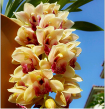 100 Seeds Rare orchid yellow orchid seed orchid seeds orchid flower seeds - £23.12 GBP