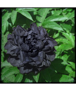 20 Seeds Black Peony Seeds Flower Garden Seeds Potted Ornamental Flowers... - £23.12 GBP