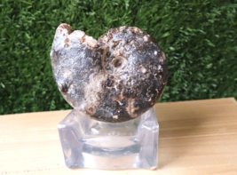 3.5 inch Nice Mammites Nodosoides Ammonite Fossils from Morocco N113 - $1,052.96 MXN