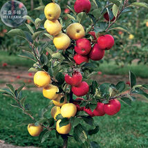 Dwarf Red Yellow Apple Tree Seeds 10 Seeds - $7.99