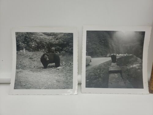 Primary image for Vintage Black Bear Photos Great Smoky Mountains 1940s or 1950s