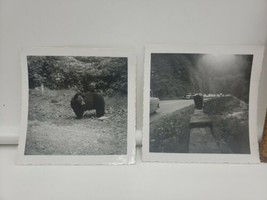Vintage Black Bear Photos Great Smoky Mountains 1940s or 1950s - £31.28 GBP