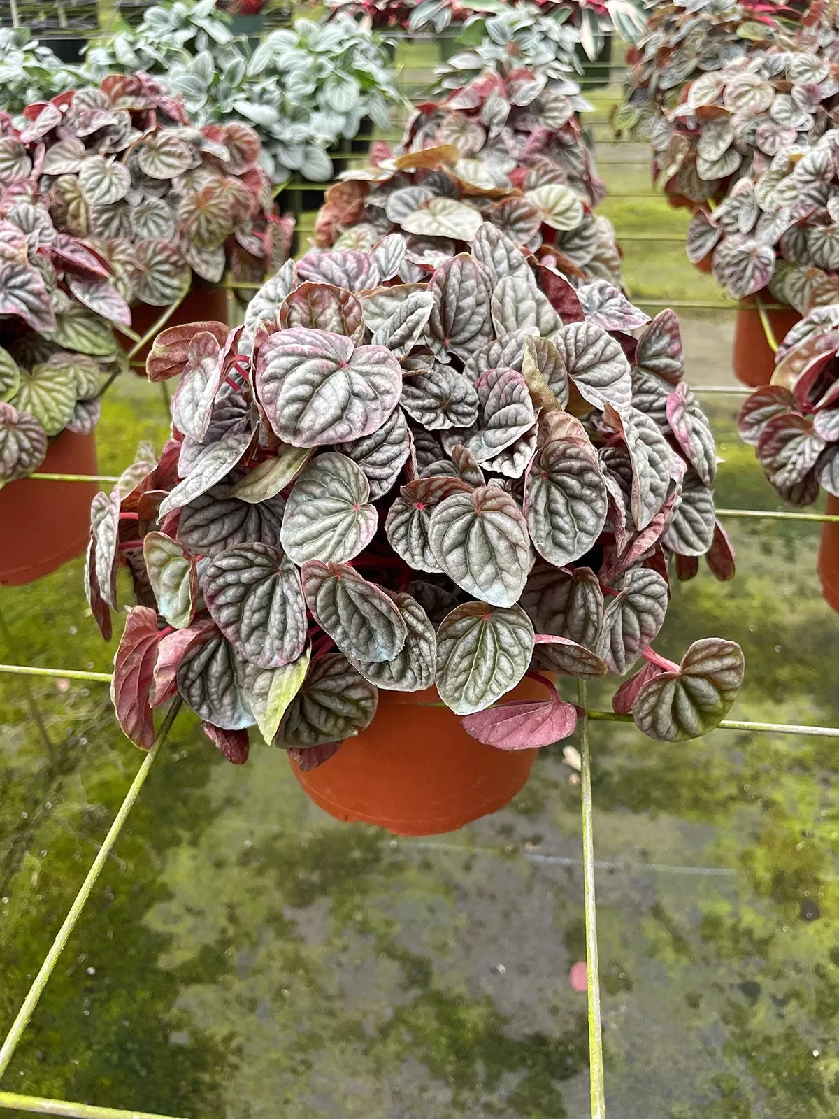 Red Emerald Ripple Peperomia 6 in Frost Platinum carperata albovittata Wri - £39.92 GBP