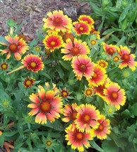 Item image 1 image 1