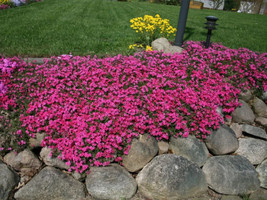 100 Scarlet Flame Creeping Phlox Seeds for Garden  - $8.47