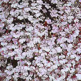Lobelia Fountain Lilac 5,000 seeds - £19.80 GBP