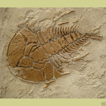 Prehistoric Large Trilobite Fossil Stencil - DIY Raised Plaster Stencil - $19.95