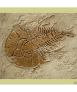 Prehistoric Large Trilobite Fossil Stencil - DIY Raised Plaster Stencil - £15.98 GBP