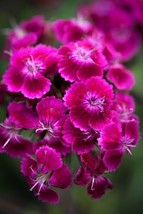 100 Fragrant Sweet William &#39;Oeschberg&#39; Hypnotic Violet Red  Dianthus Barbatus Fr - £8.46 GBP