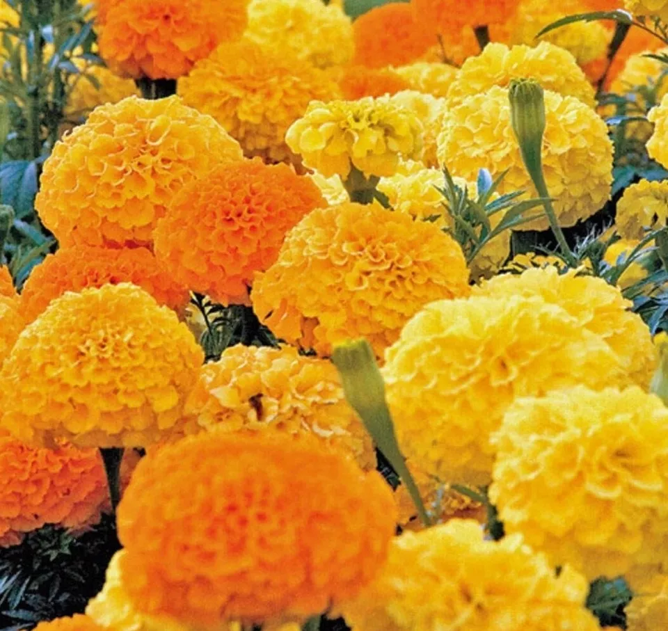 LWS 4&quot; African Marigold Tagetes Erecta Garden Planting 50 Seeds Fast Shipping - $9.80