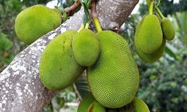 12 Jackfruit Seeds Tropical Flower Fruit Tree Worlds Largest Fruit , 2023 Season - £7.82 GBP