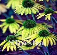 200 pcs Echinacea Purpurea Seeds - Apple Green Big Flowers FRESH SEEDS - £6.94 GBP