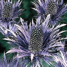 New Fresh Seeds 30 Eryngium Alpine Blue Sea Holly Flower Seeds Long Lasting Pere - $25.28