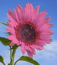 Deep Pink Sunflowers Huge Planting Sunflower Garden Large Flowers 50+ Seeds - £4.73 GBP