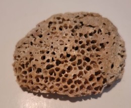 Nautical Decor Sea Sponge Pumice Rock Porous Limestone  - £21.93 GBP