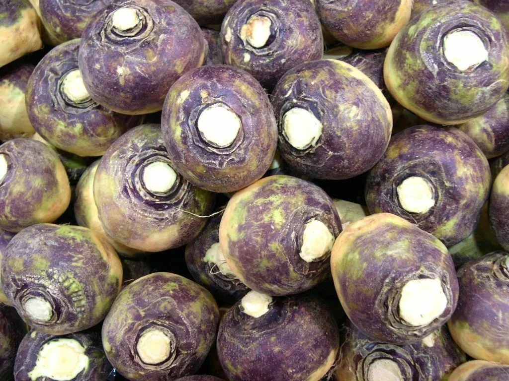 KingStore 200 Seeds Laurentian Purple Top Rutabaga Heirloom - £7.21 GBP